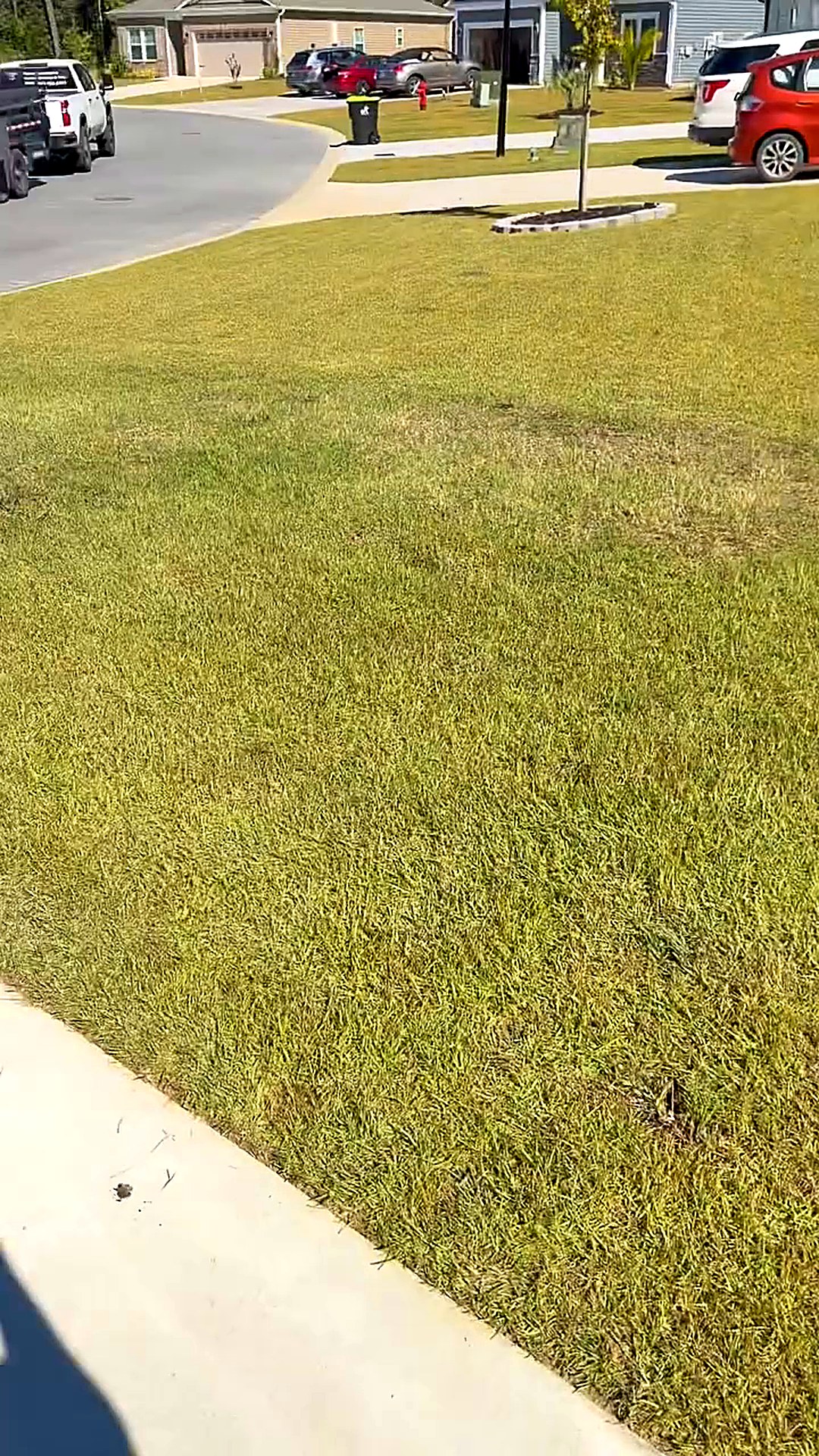 Bare dead patch of lawn meeting healthy grass in a coastal Carolina yard, showing damaged sod before replacement