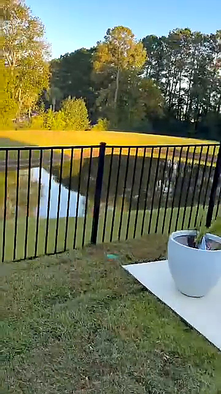 Newly laid sod along the strip between a pool deck and a fence in a Conway South Carolina backyard